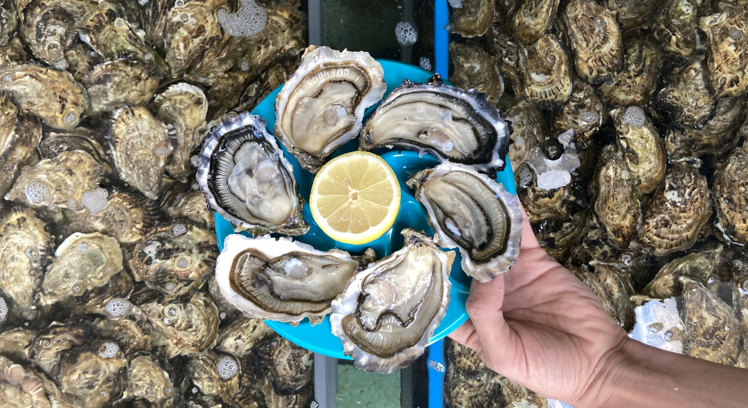 Les huîtres Morvan sont affinées dan la ria de Merrien, en Finistère sud.