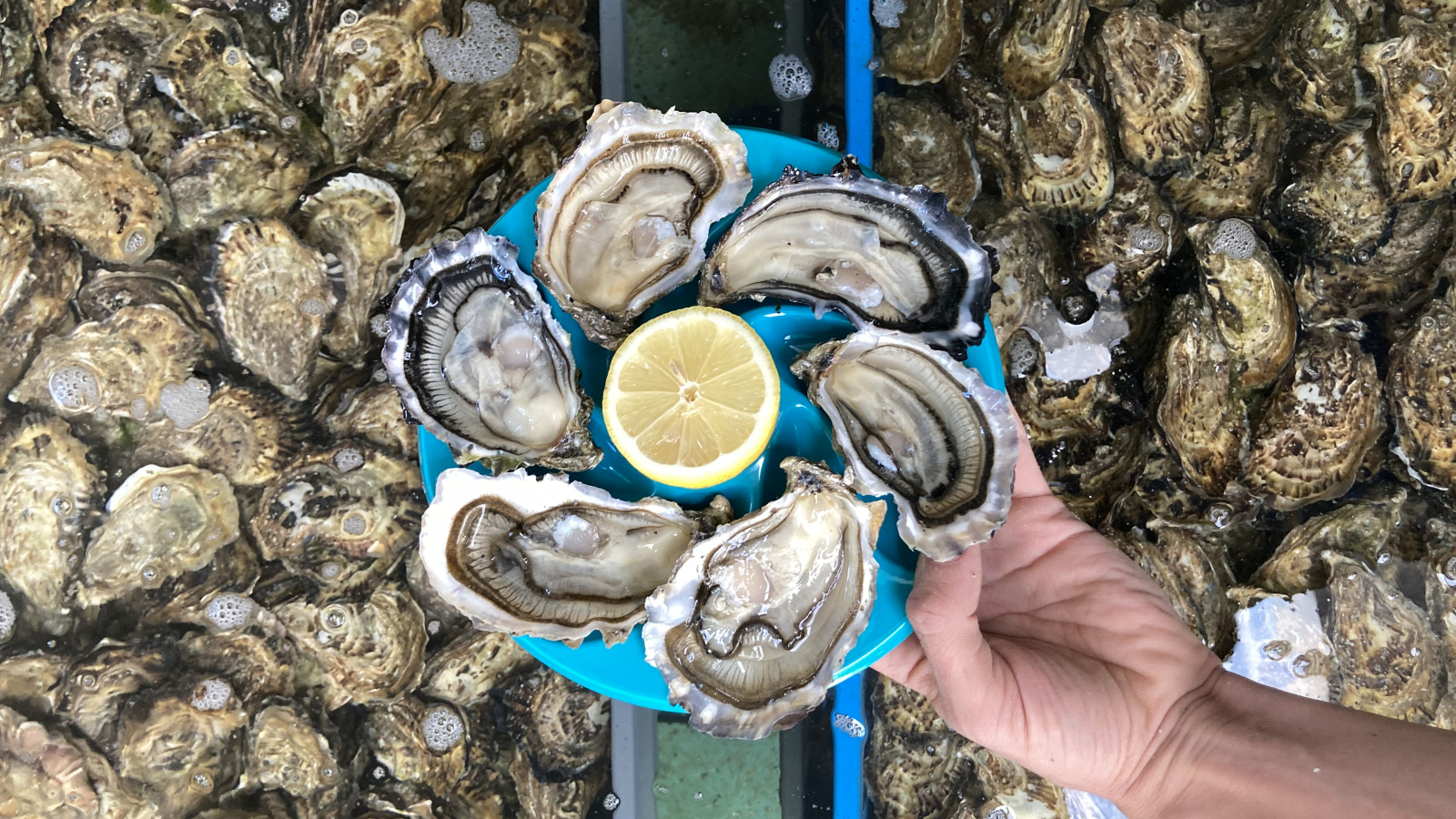 Les huîtres Morvan sont affinées dan la ria de Merrien, en Finistère sud.