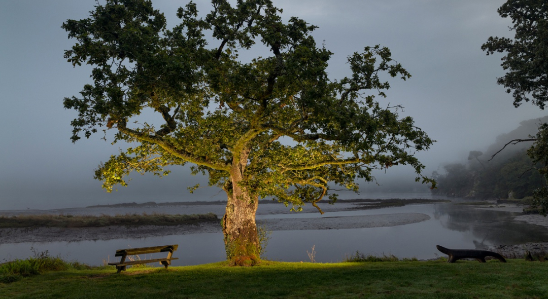 Concours Arbre de l'Année 2024. Région Bretagne Chêne pédonculé à Clohars-Carnoët (Finistère) Circonférence : 4,4 m Âge estimé : 200 à 250 ans Hauteur : 10 m