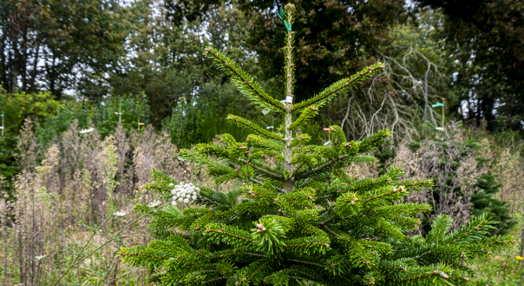 La pépinière de sapins de Noël Greencap à Scaër.