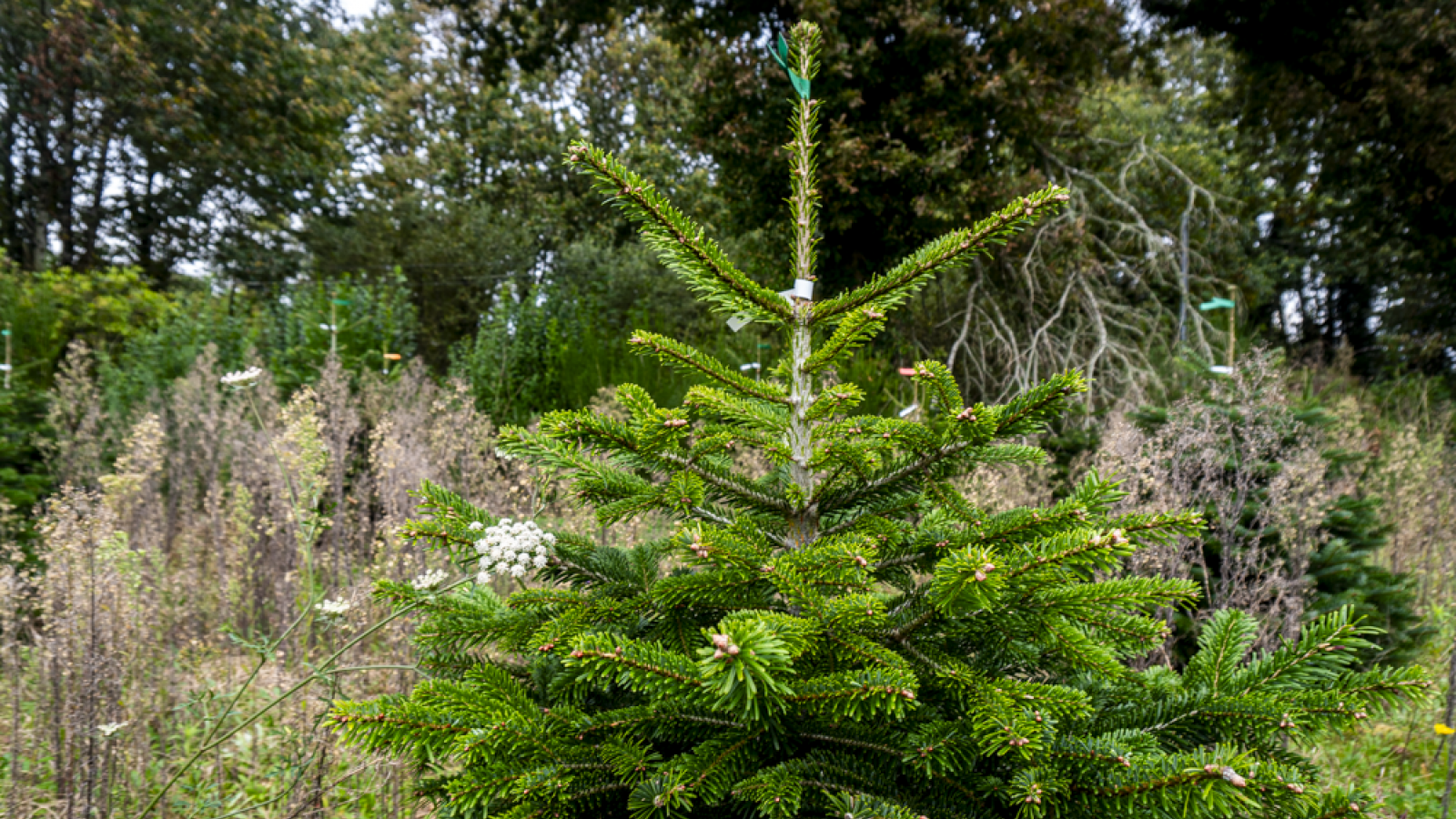 La pépinière de sapins de Noël Greencap à Scaër.