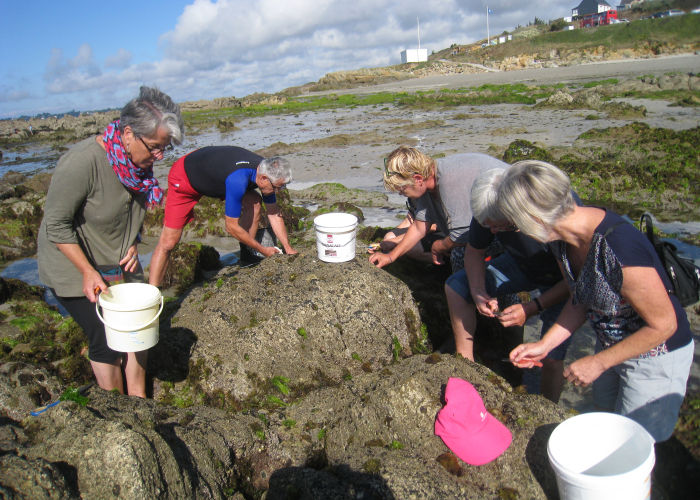 Algues : sortie découverte et atelier cuisine - Moëlan-sur-Mer